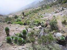 - Zum Vergrößern : Bild anklicken ! -